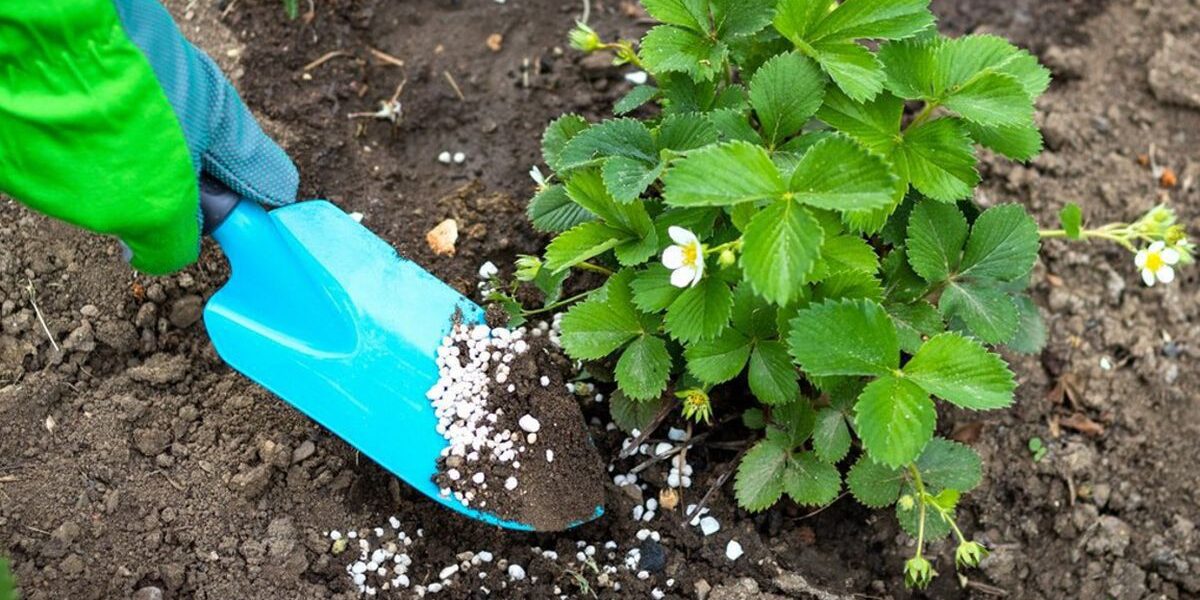 Чем подкормить клубнику в августе: советы для богатого урожая