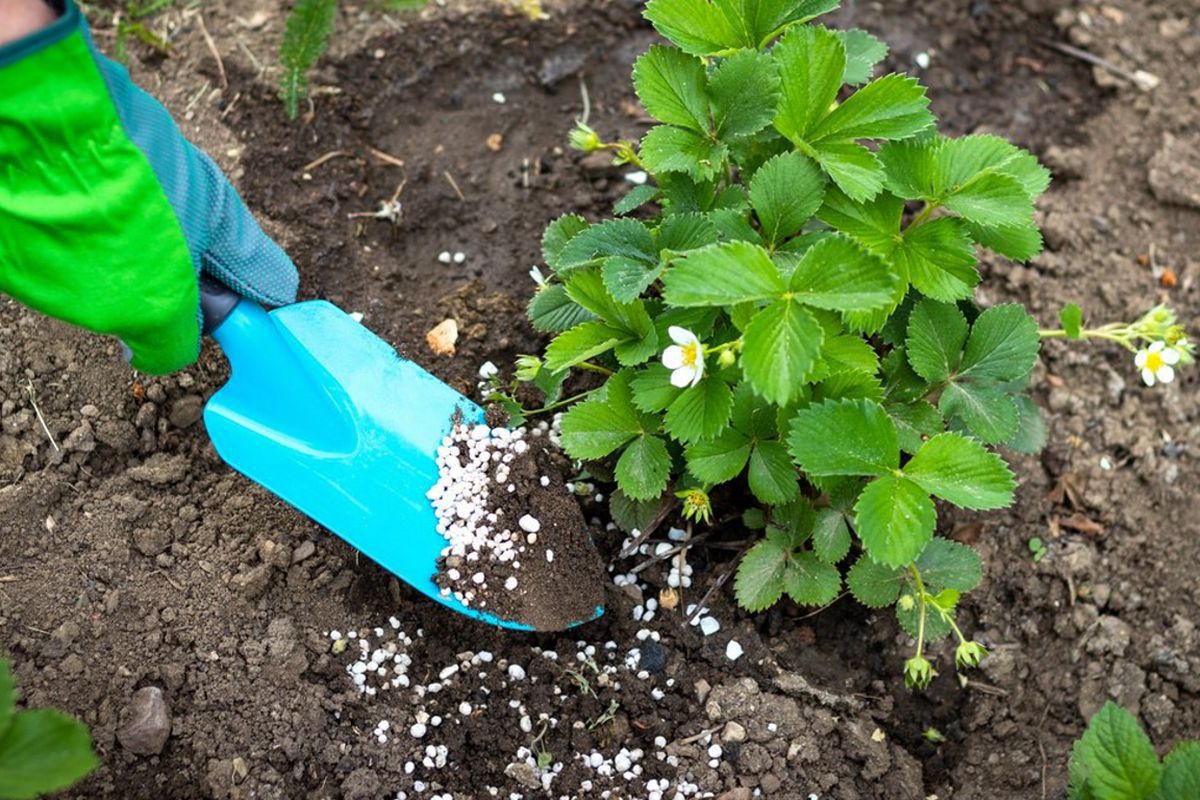 Чем подкормить клубнику в августе: советы для богатого урожая