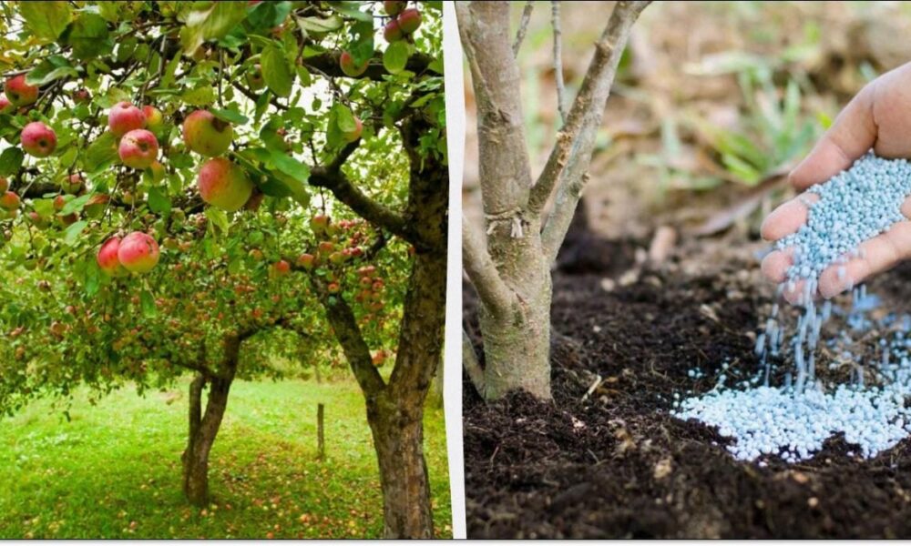 Подготовка яблони к зиме: как обеспечить богатый урожай