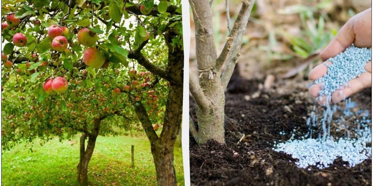 Подготовка яблони к зиме: как обеспечить богатый урожай
