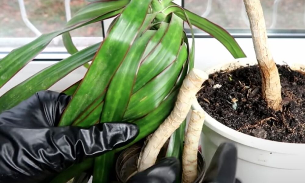 Как обрезать драцену в домашних условиях: советы для начинающих