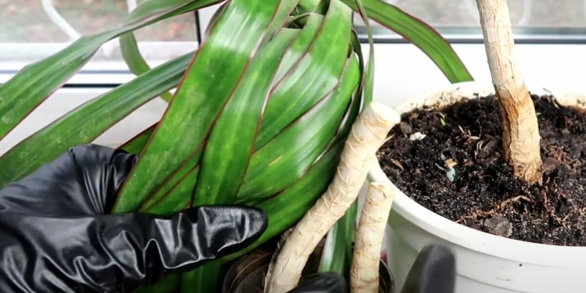 Как обрезать драцену в домашних условиях: советы для начинающих