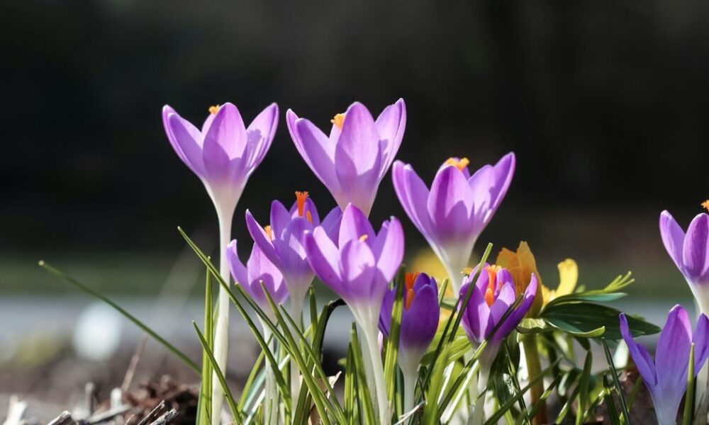 Народные приметы на 21 марта: советы для хозяек и что нельзя делать