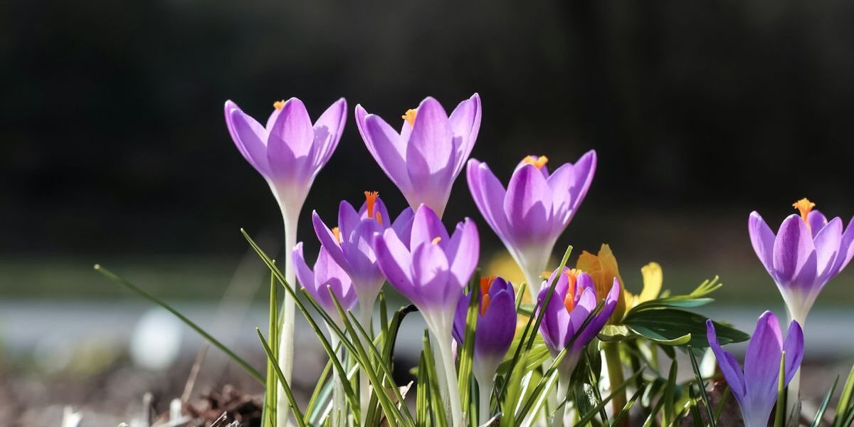 Народные приметы на 21 марта: советы для хозяек и что нельзя делать