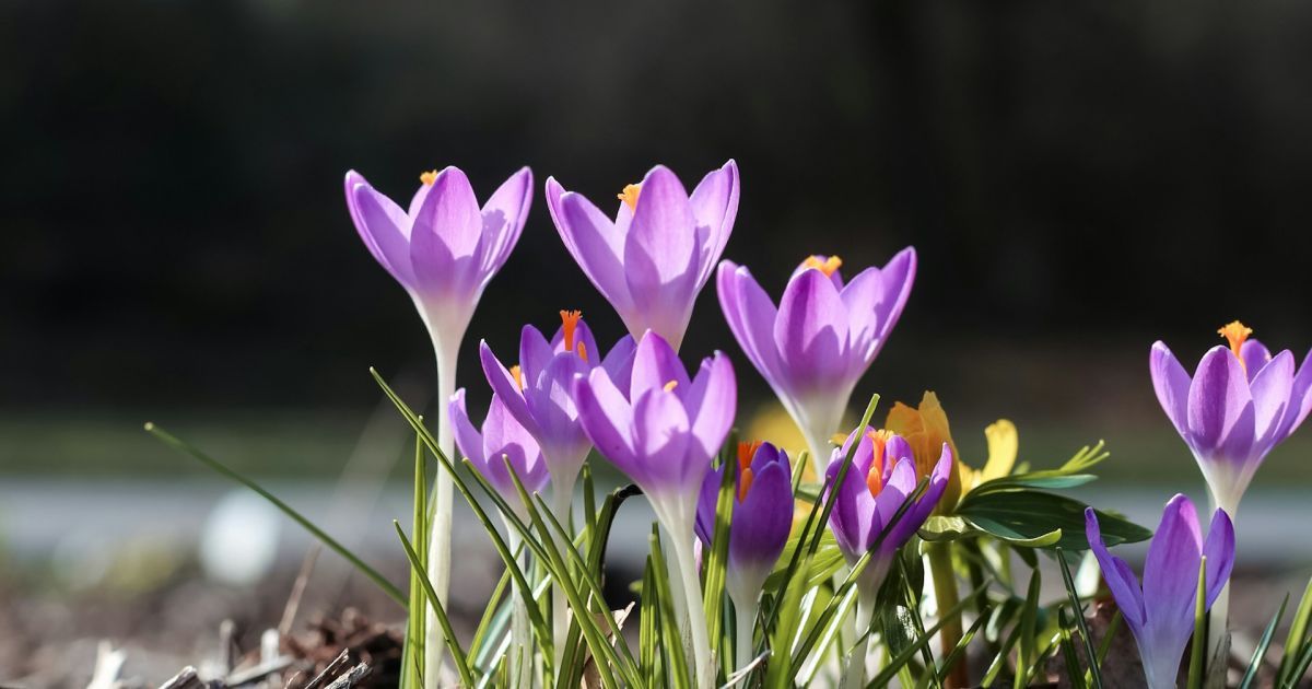 Народные приметы на 21 марта: советы для хозяек и что нельзя делать