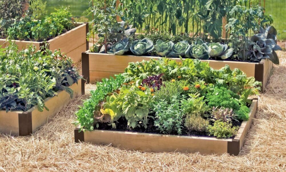 Высокие грядки: плюсы и минусы для вашего огорода