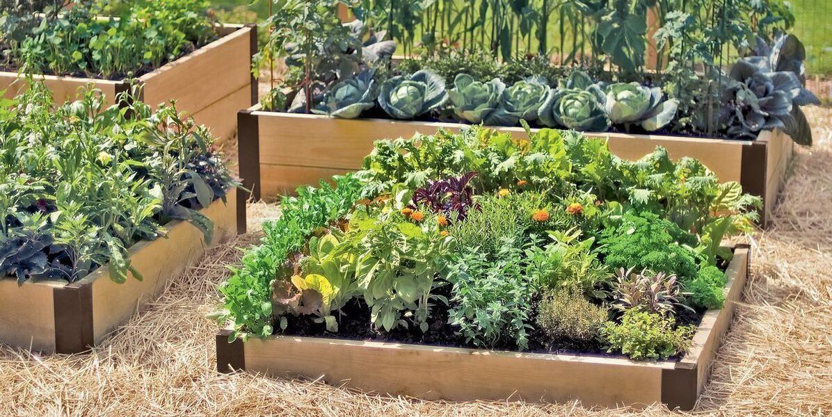 Высокие грядки: плюсы и минусы для вашего огорода