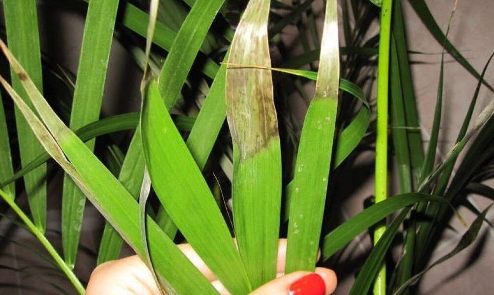 Сохнет пальма дома? Причины и спасение комнатной пальмы