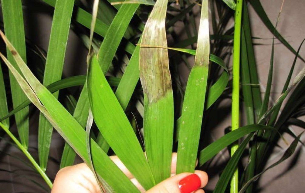 Сохнет пальма дома? Причины и спасение комнатной пальмы