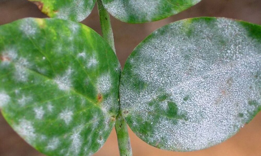 Белый налет на земле и растениях: причины и как избавиться