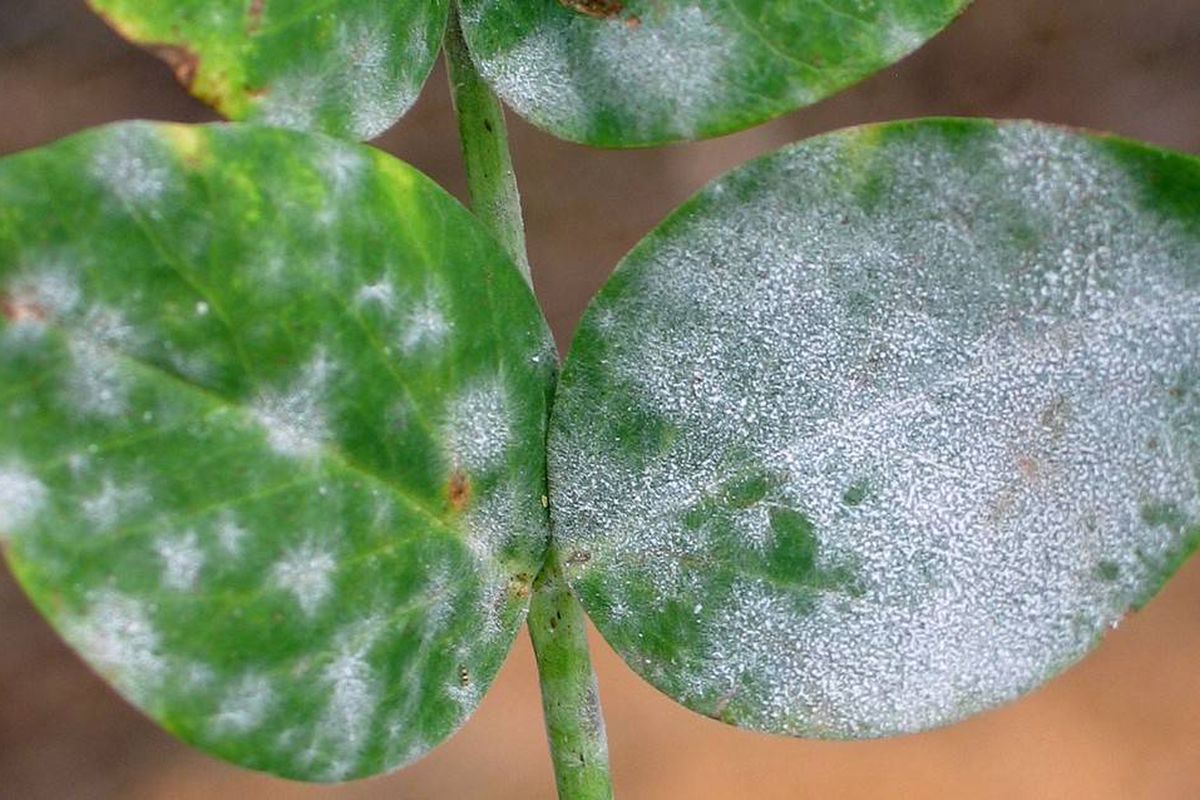 Белый налет на земле и растениях: причины и как избавиться