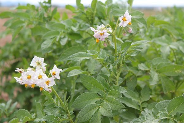 Как ухаживать за картофелем для богатого урожая: советы хозяйкам