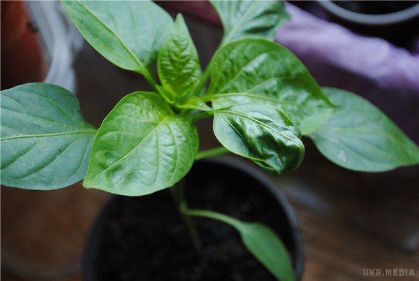 15 ошибок при выращивании рассады: советы для начинающих садоводов