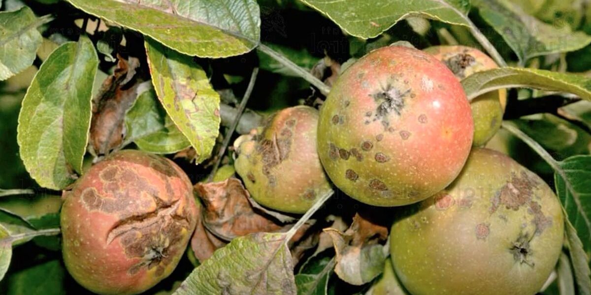 Как спасти яблоню от парши: советы для садоводов