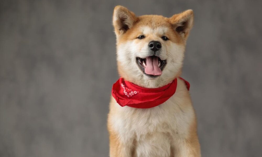 Самые верные породы собак: выбираем лучшего друга для семьи