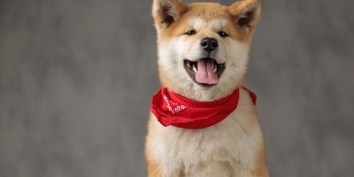 Самые верные породы собак: выбираем лучшего друга для семьи