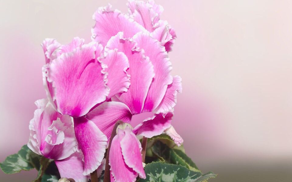 Сода для комнатных растений: секреты пышного цветения