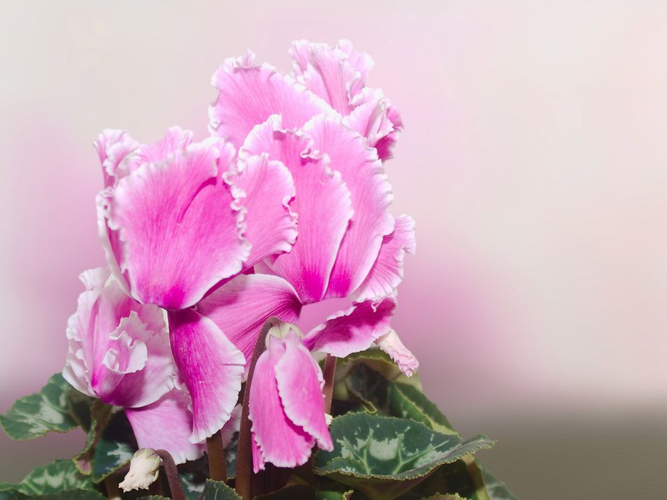 Сода для комнатных растений: секреты пышного цветения