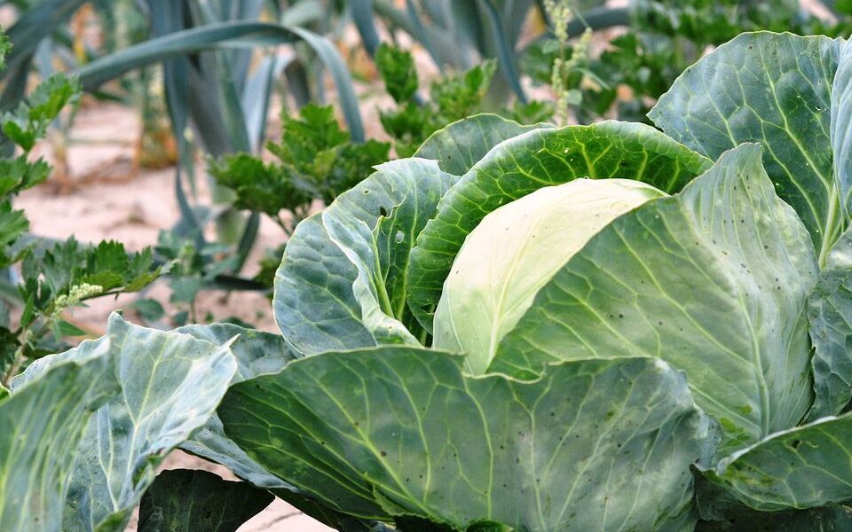 Что посадить рядом с капустой: секреты богатого урожая без вредителей