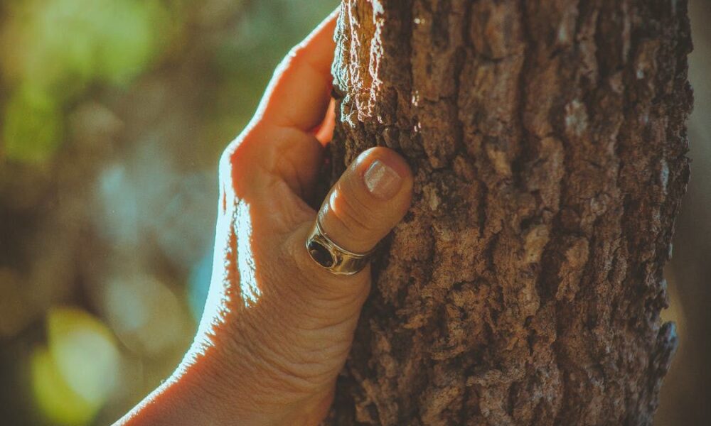 Опасные деревья во дворе: народные приметы и суеверия для хозяйки