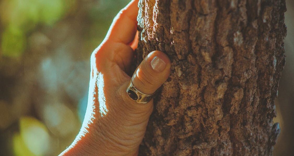Опасные деревья во дворе: народные приметы и суеверия для хозяйки