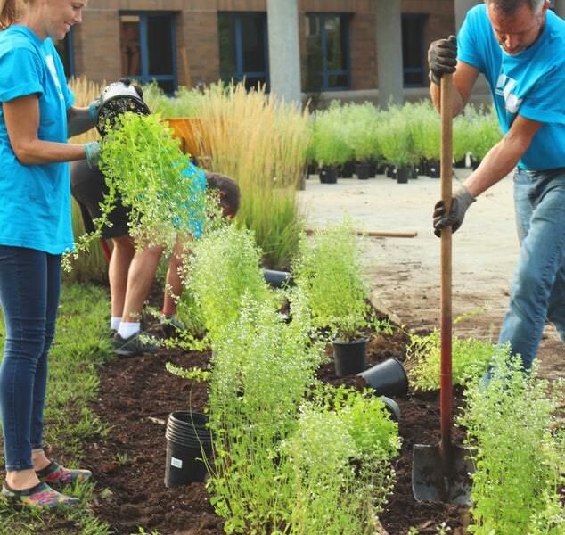 Древесная зола на даче: полезные советы и хитрости применения