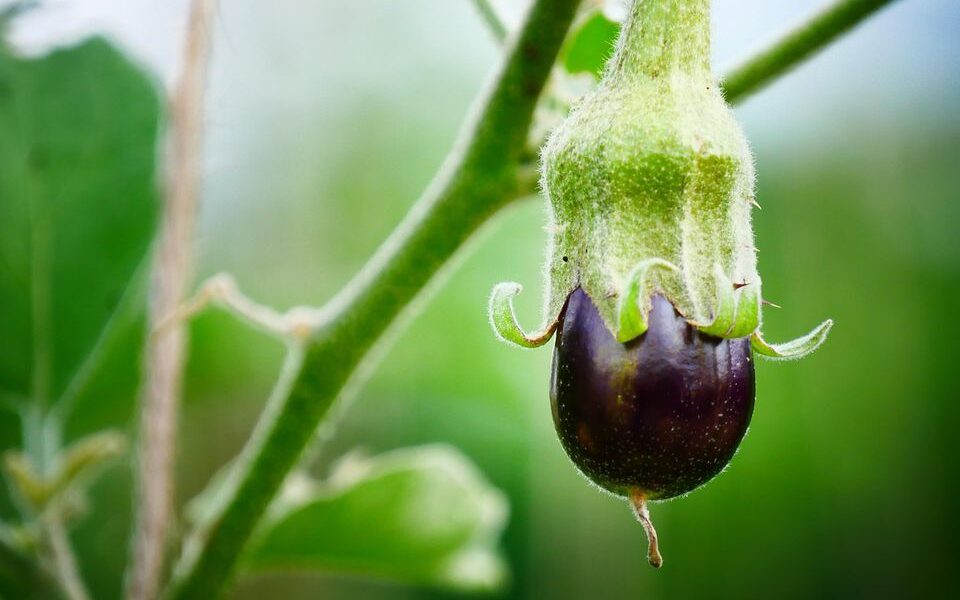 Баклажаны не плодоносят: чем подкормить для обильного урожая
