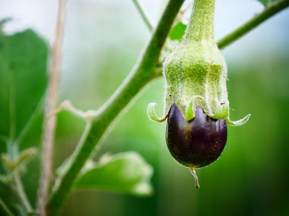 Баклажаны не плодоносят: чем подкормить для обильного урожая