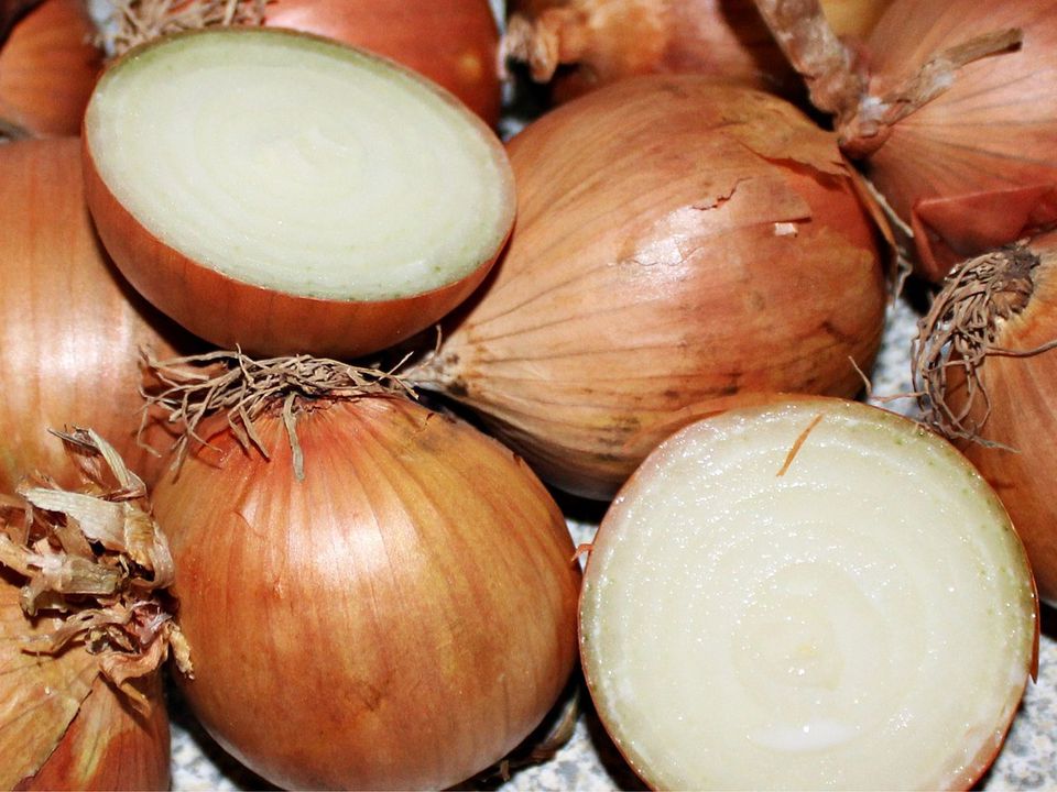 Как сохранить лук свежим до 6 месяцев: секреты длительного хранения