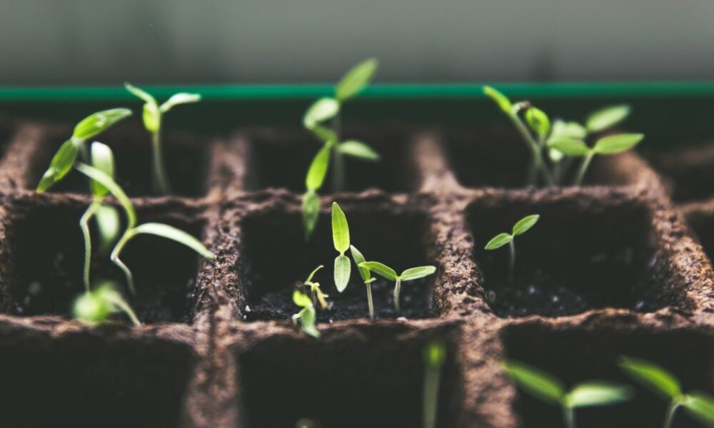 Как оживить старые семена: простые способы стимуляции для отличного урожая