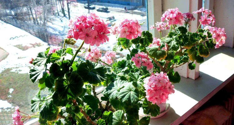 Домашние растения для успокоения нервов и женского благополучия