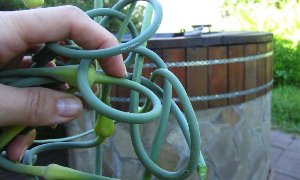 Как вырастить большой урожай чеснока: советы и секреты для хозяек