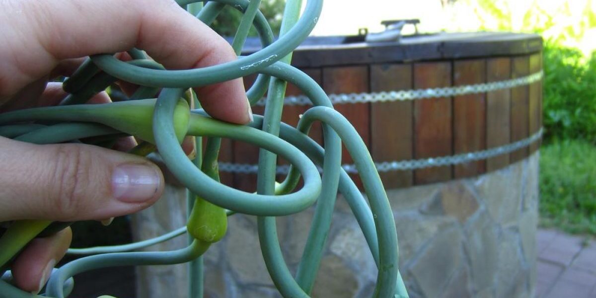 Как вырастить большой урожай чеснока: советы и секреты для хозяек