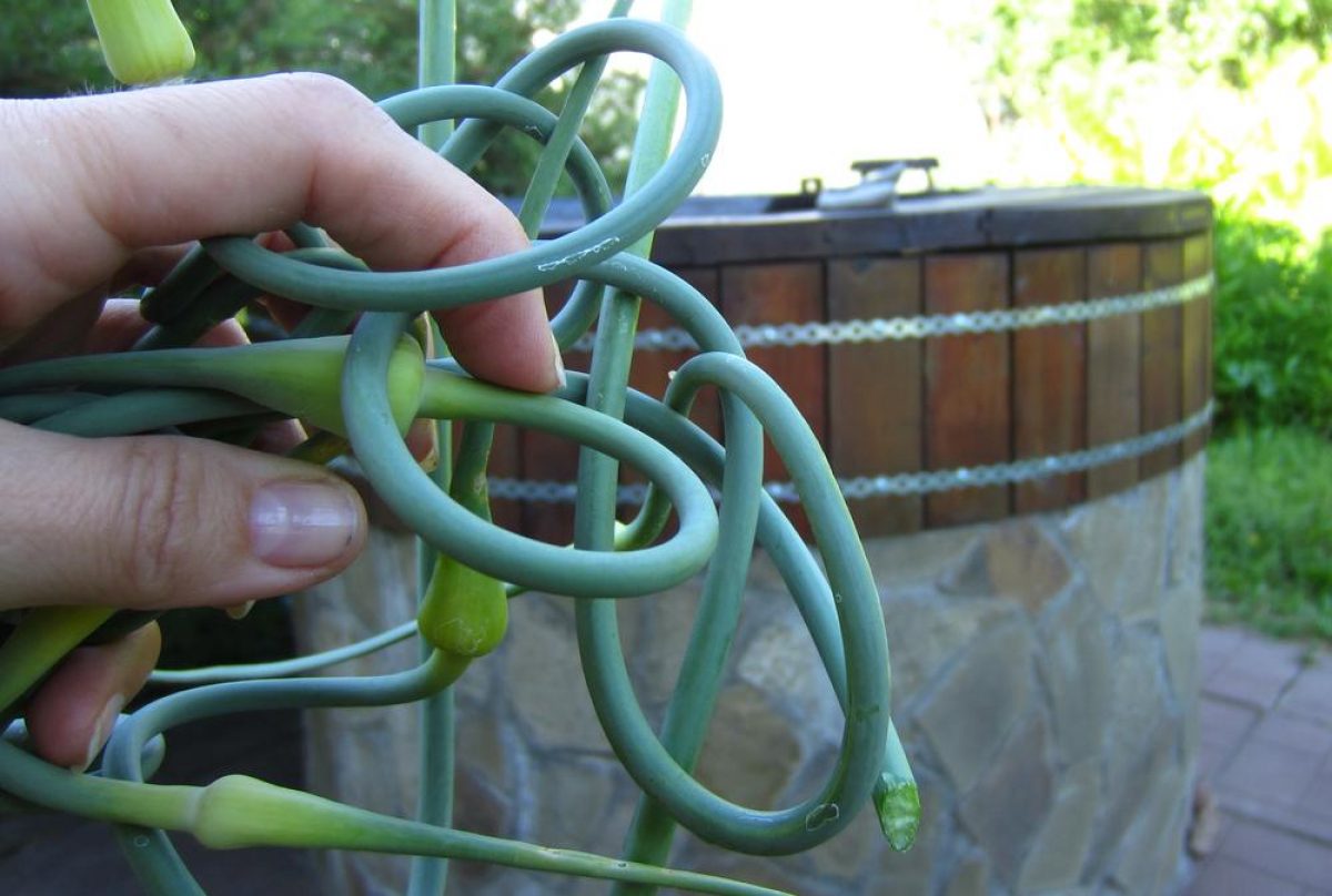 Как вырастить большой урожай чеснока: советы и секреты для хозяек