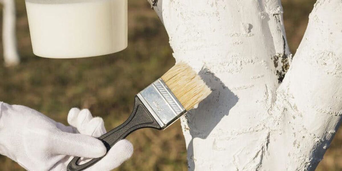 Почему осыпается побелка на деревьях: причины и решения для вашего сада