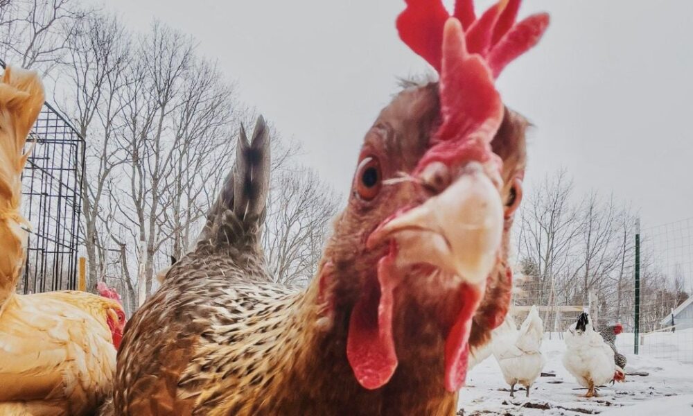 Куры клюют яйца: как отучить и сохранить кладку – советы для хозяек