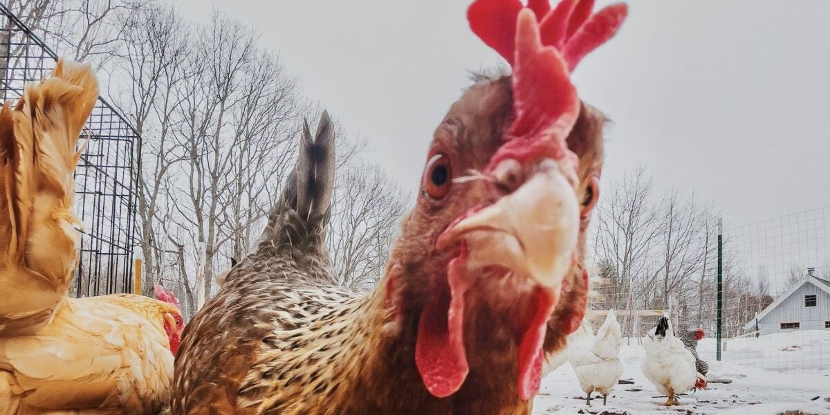 Куры клюют яйца: как отучить и сохранить кладку – советы для хозяек