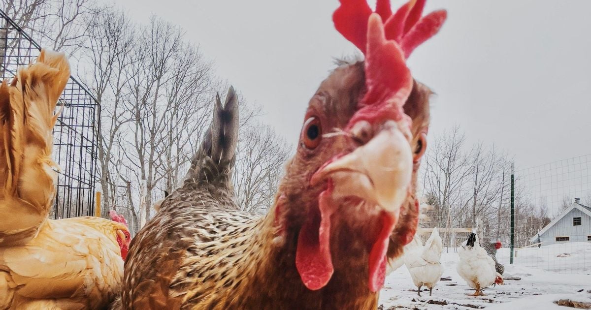 Куры клюют яйца: как отучить и сохранить кладку – советы для хозяек