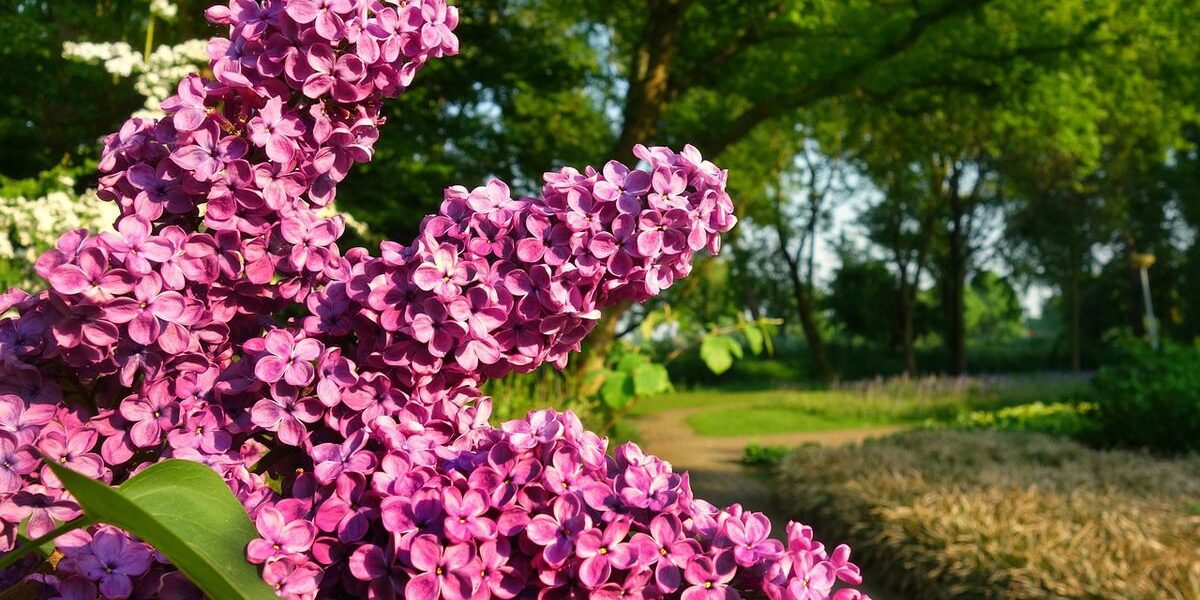 Как размножить сирень: секреты пышного цветения и полезные советы для садоводов