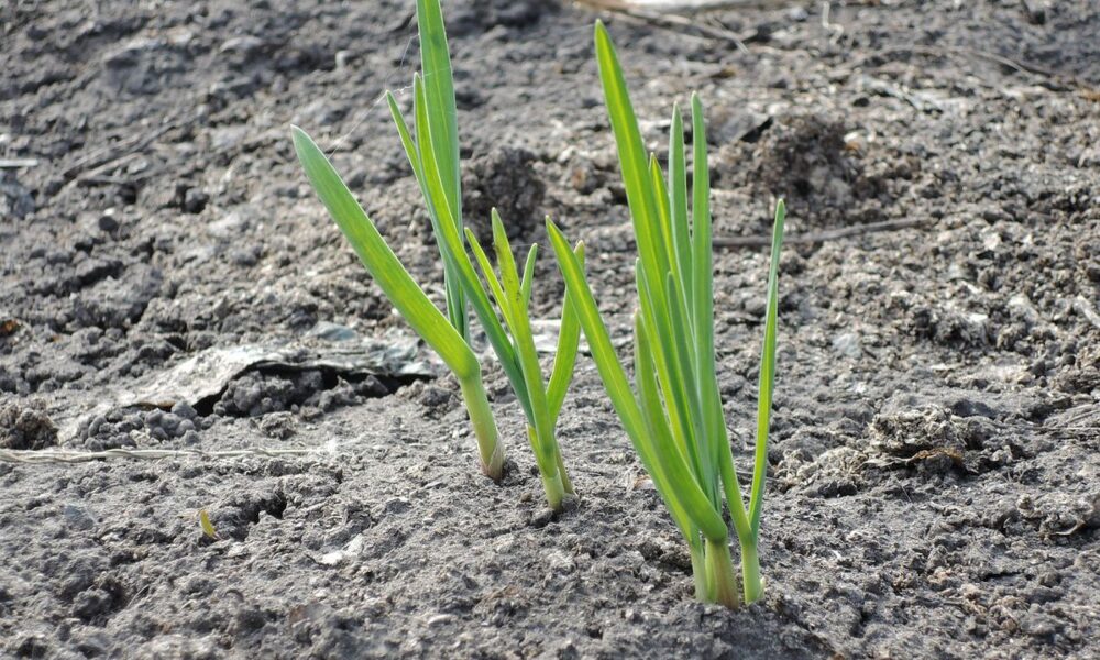 Чем подкормить озимый чеснок весной: советы хозяйкам