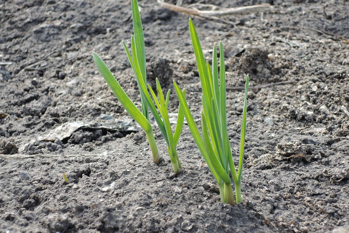 Чем подкормить озимый чеснок весной: советы хозяйкам