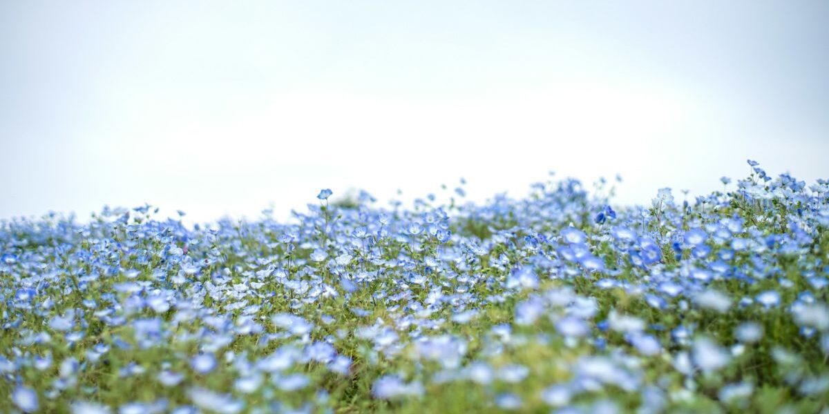 Красивый сад без сорняков: секреты идеальной клумбы