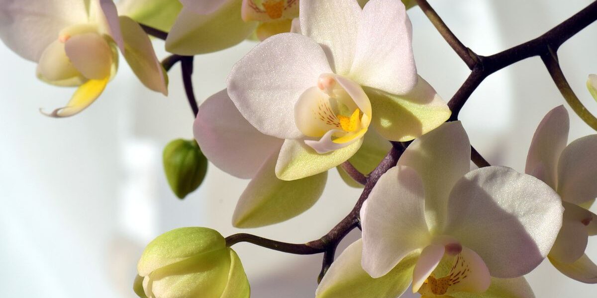 Орхидеи зимой: секреты ухода для начинающих хозяек