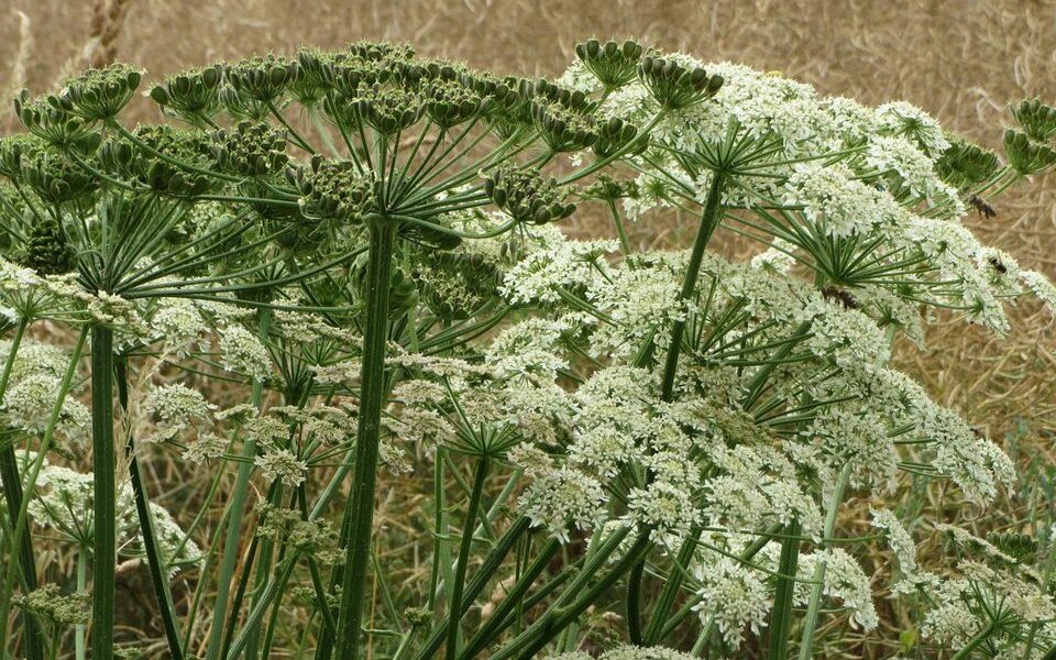 Борщевик: как избавиться от опасного сорняка на участке – советы хозяйкам