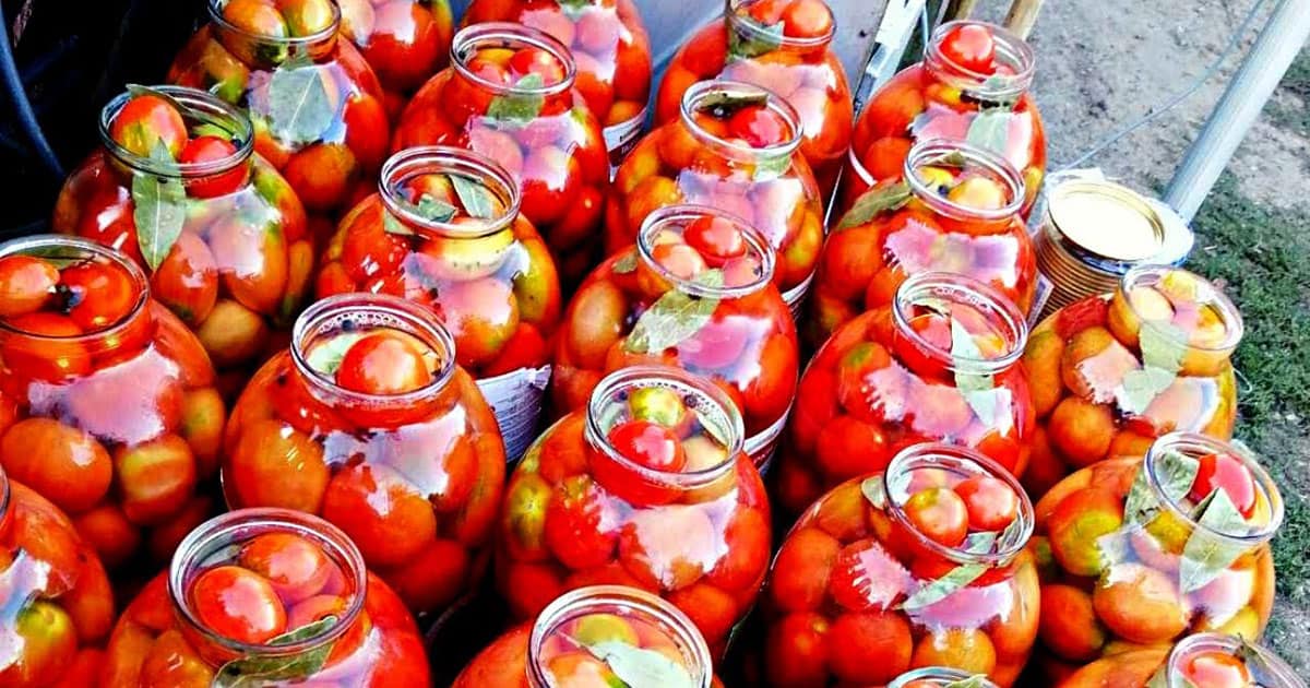 Вкуснейшие помидоры на зиму: бабушкин рецепт пальчики оближешь
