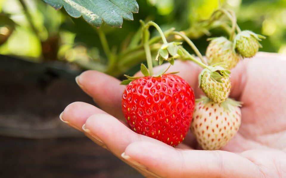 Осенняя подкормка клубники: секреты богатого урожая