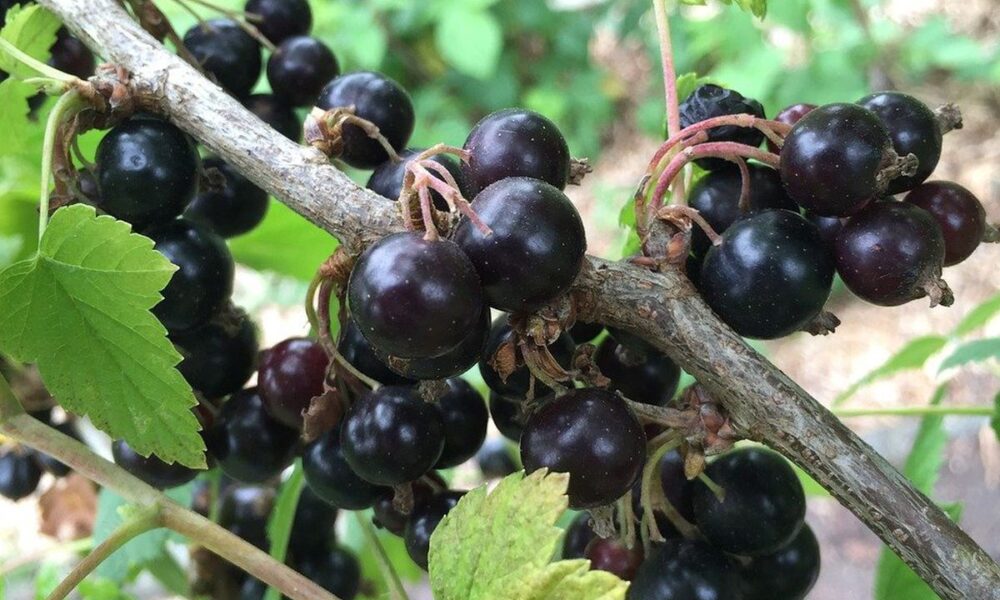 Осенний уход за смородиной и крыжовником: важные советы для богатого урожая