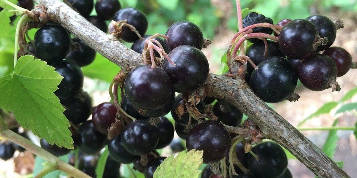 Осенний уход за смородиной и крыжовником: важные советы для богатого урожая