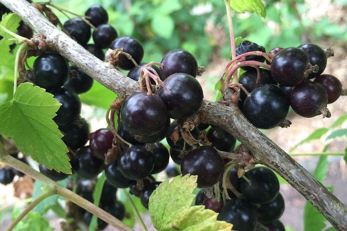 Осенний уход за смородиной и крыжовником: важные советы для богатого урожая