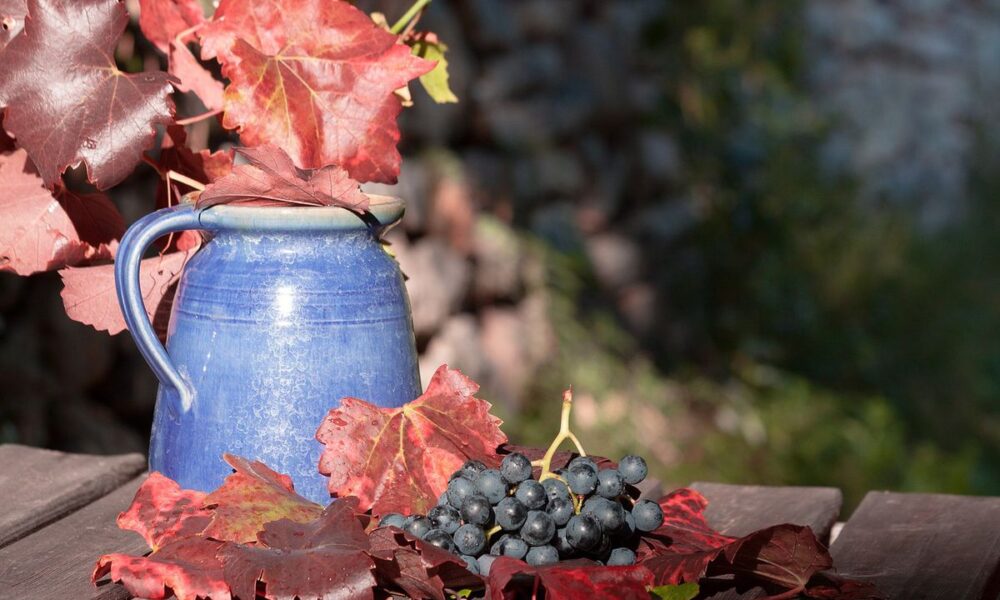 Виноград на даче: 3 ошибки, которые лишают вас урожая